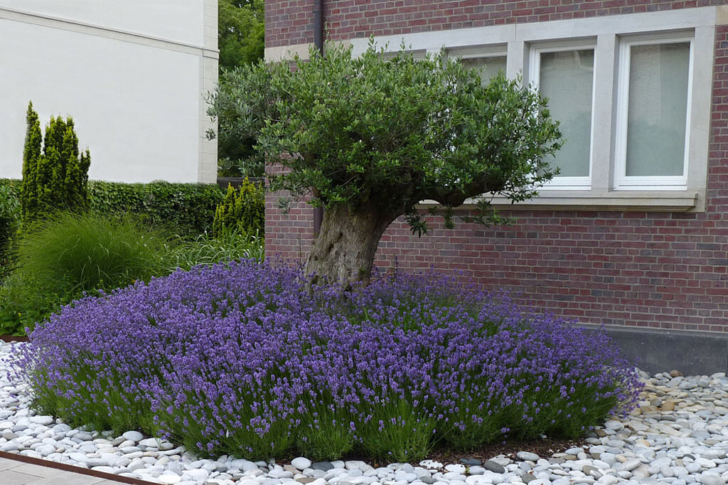 Lavendel-Beet im Vorgarten