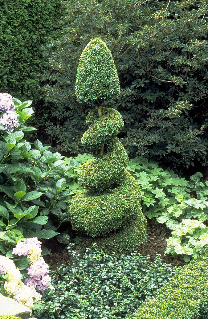 Buchsbaum in Spiralenform
