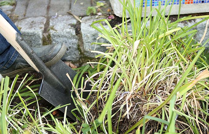 Garten Pflanzen umziehen Umzug