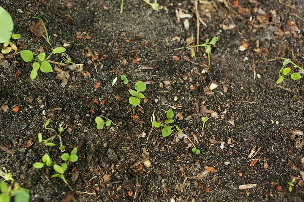 Boden im Garten umgraben