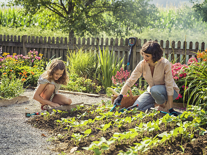 Gartenarbeiten Frühling: Familie arbeitet gemeinsam im Gemüsebeet und pflegt junge Pflanzen im Garten