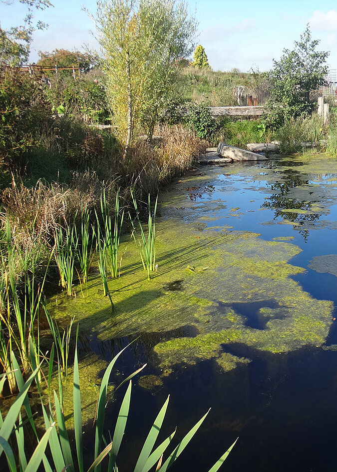 Gartenteich Algen