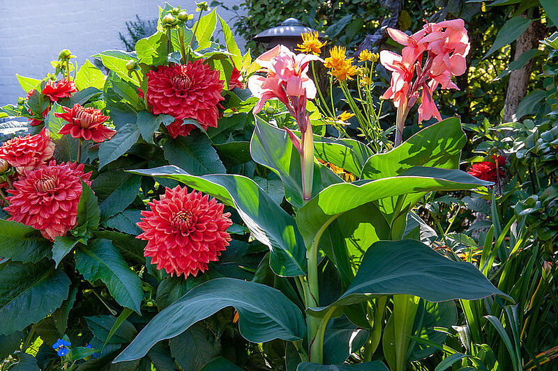 Blüten Blumenzwieblen