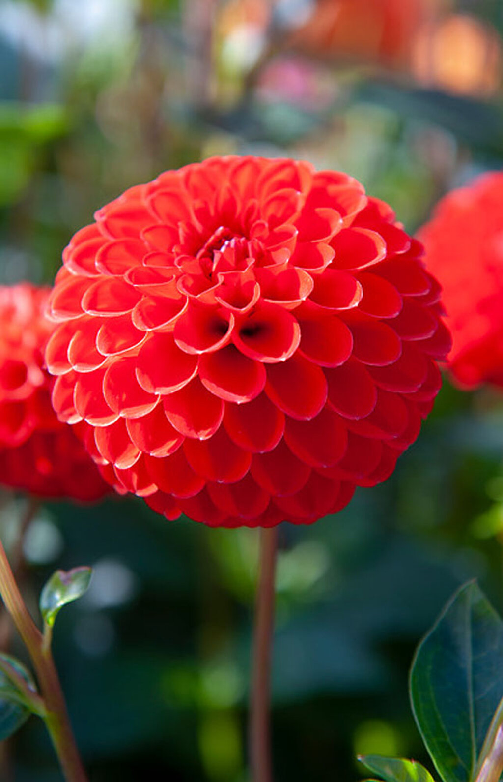 Dahlie Blüte Blume