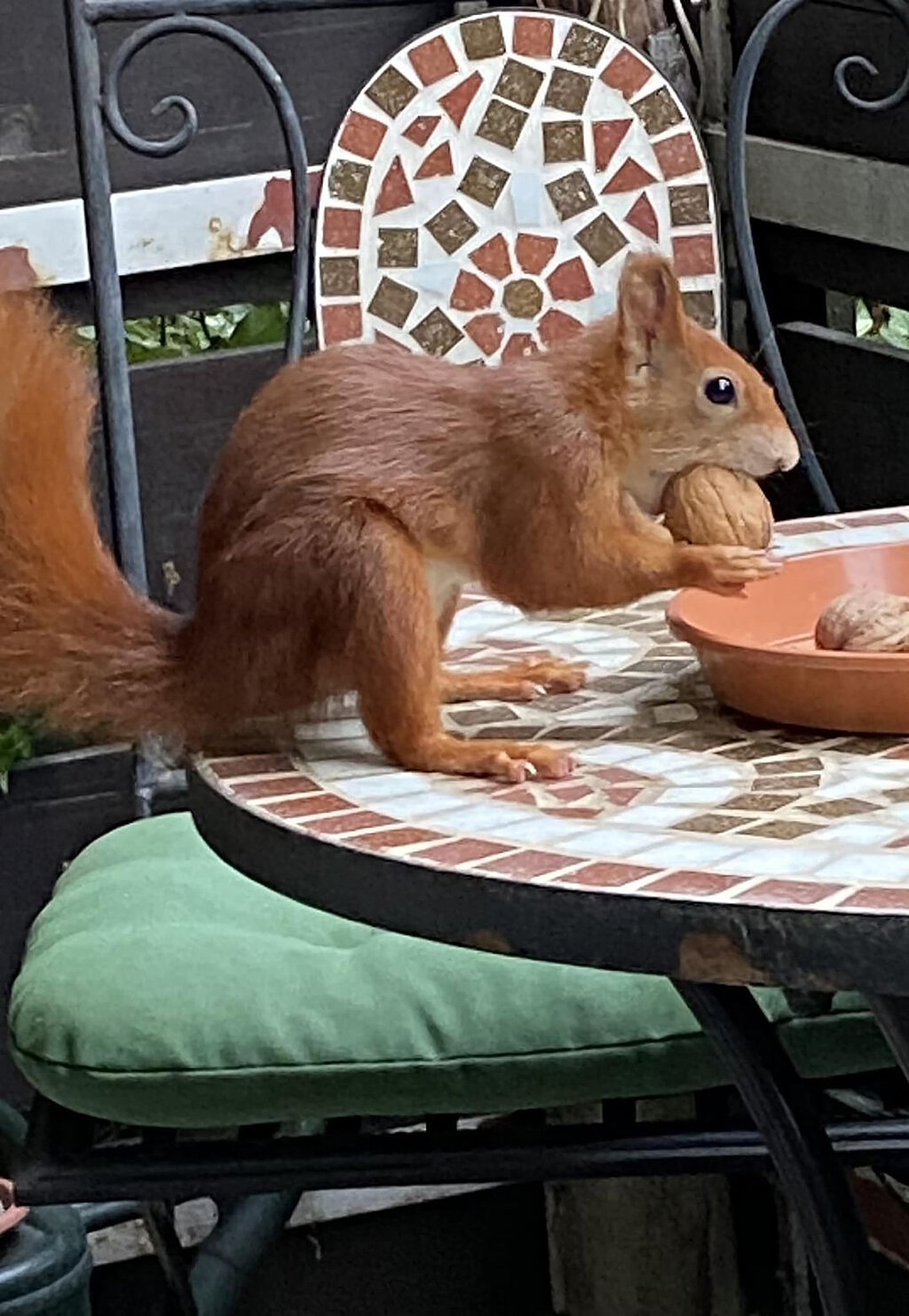 Eichhörnchen mit Walnuss auf dem Balkon