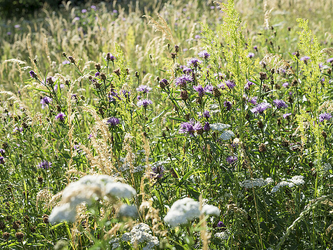 Gartenarbeiten im Frühling: So startest du richtig in die neue Gartensaison
