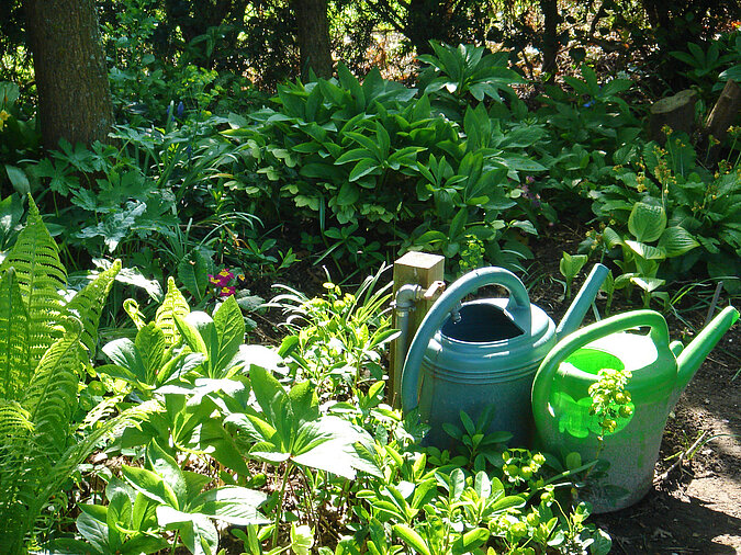 zwei Garten-Giesskannen stehen in der Sonne in einem Gemuesebeet