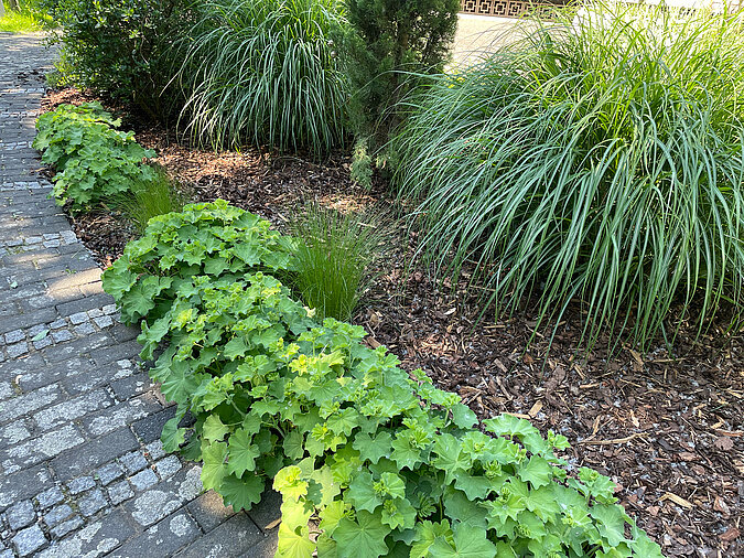 gemulchtes Beet