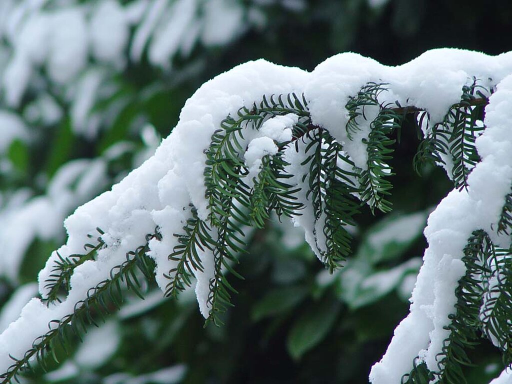Garten im Winter Tanne Schnee Ast