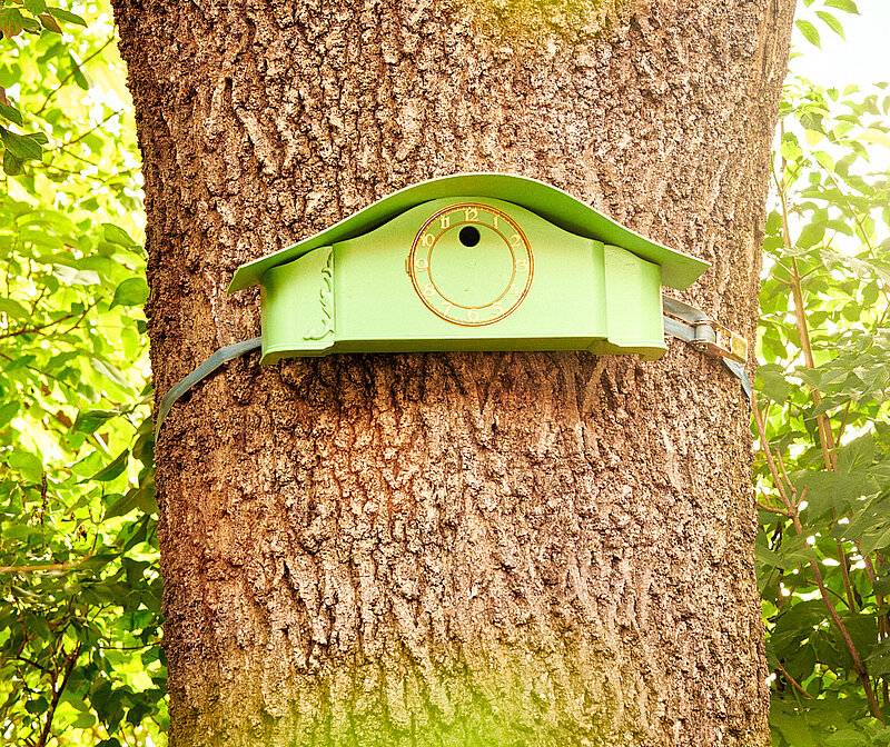 Upcycling-Idee Nistkasten aus Uhr bauen – grüner Nistkasten aus einer alten Uhr umfunktioniert und mit Gurt an einem Baumstamm befestigt, kreative DIY-Vogelhaus-Idee für den Garten