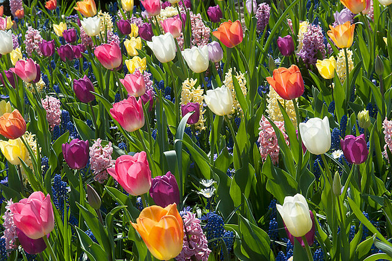 blumenzwiebeln bluete ibulb