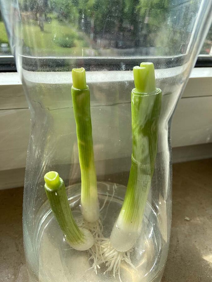 Gemüse vermehren Regrowing Frühlingszwiebel