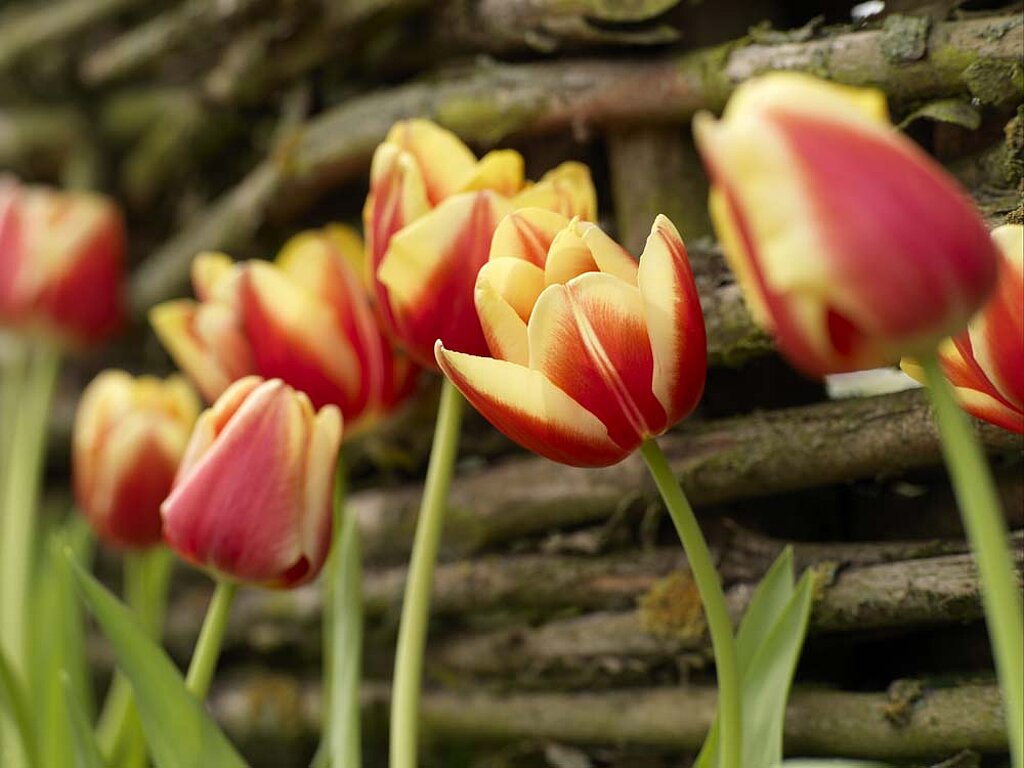 Tulpen Blumenzwiebeln 