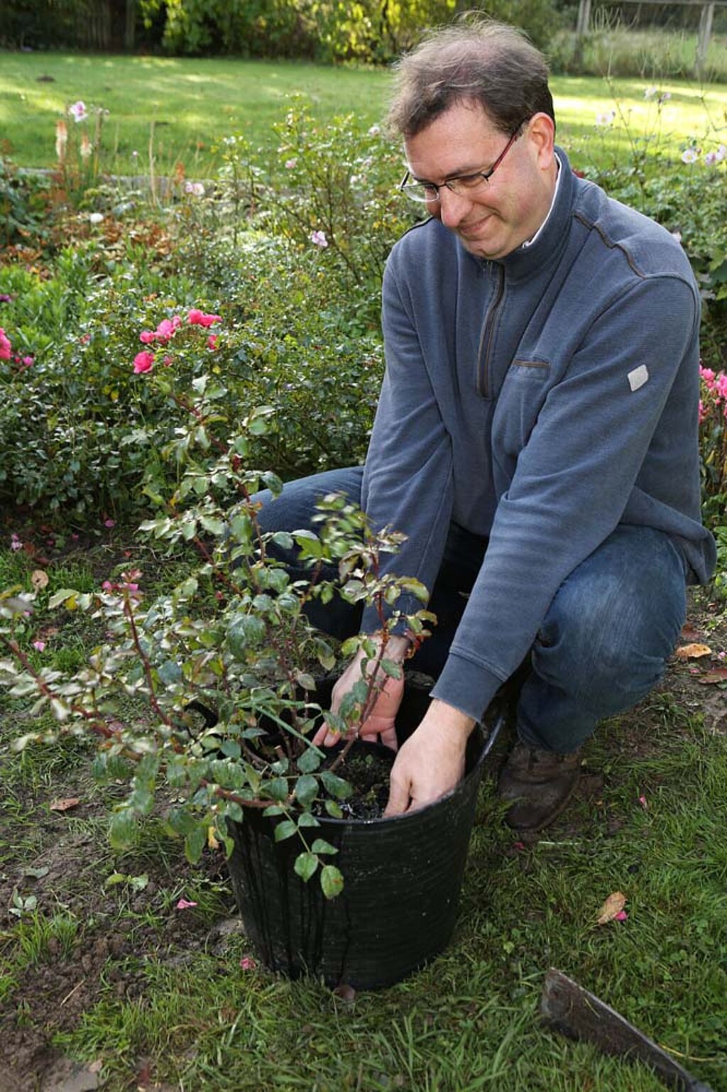 Rosen pflanzen wässern tauchen