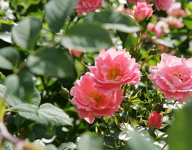 Rosen pflanzen Containerrosen Topfrosen