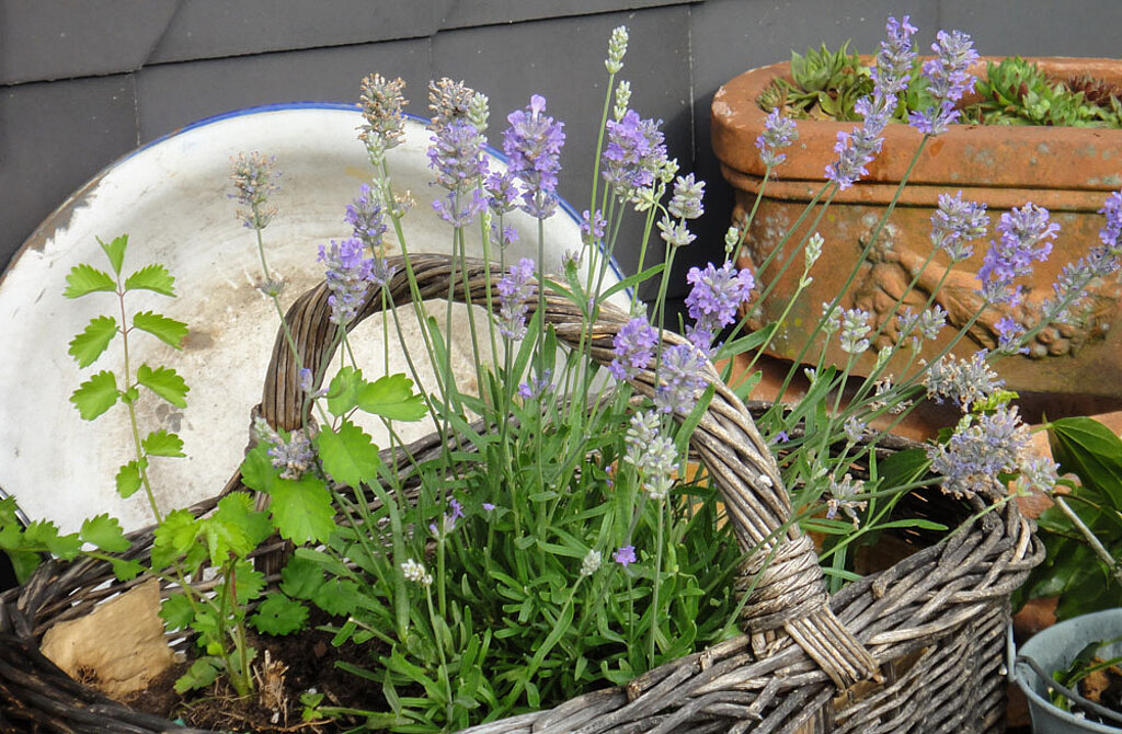 Lavendel im Topf Balkon