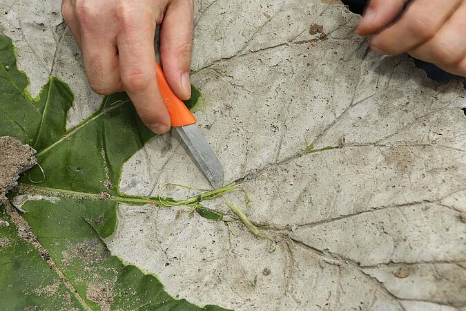 Vogeltränke Beton Blattreste entfernen Messer