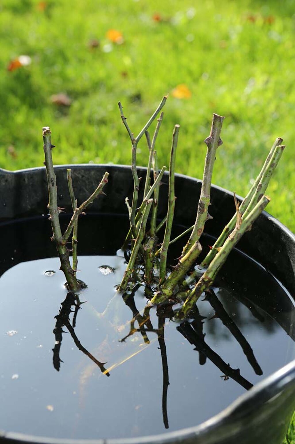 Rosen pflanzen wässern Wasser