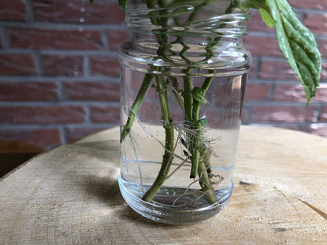 Gemüse Regrow Minze