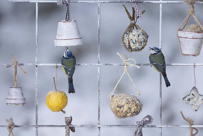 Meisenknödel Vogelfutter selber machen