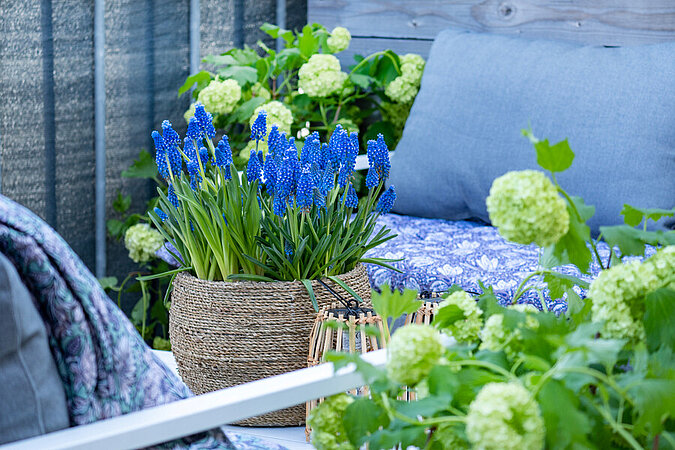 leuchtend blaue Traubenhyazinthen in einem geflochtenen Uebertopf auf gepflegtem Balkon