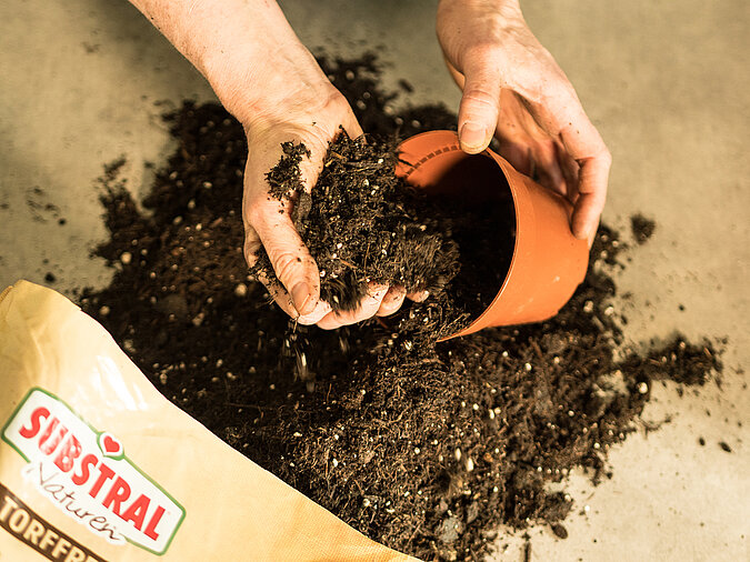 Gärtnern ohne Torf beim Umtopfen einer Pflanze mit torffreier Erde, Hände füllen einen Blumentopf mit nachhaltigem Pflanzsubstrat für umweltfreundliches Gärtnern
