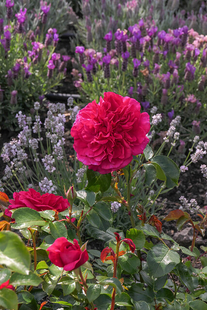 dunkelrosane Rosa und Lavendel im Hintergrund