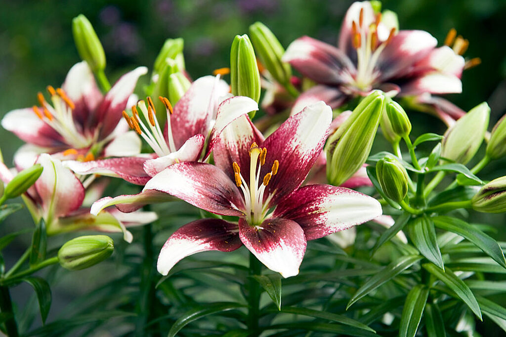 Lilie Blumenzwiebel Blüte