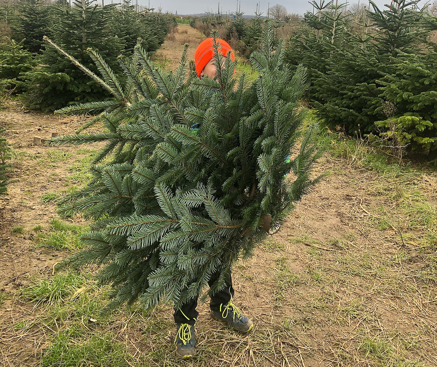 Nachhaltiger Weihnachtsbaum: Tipps für Kauf und Entsorgung