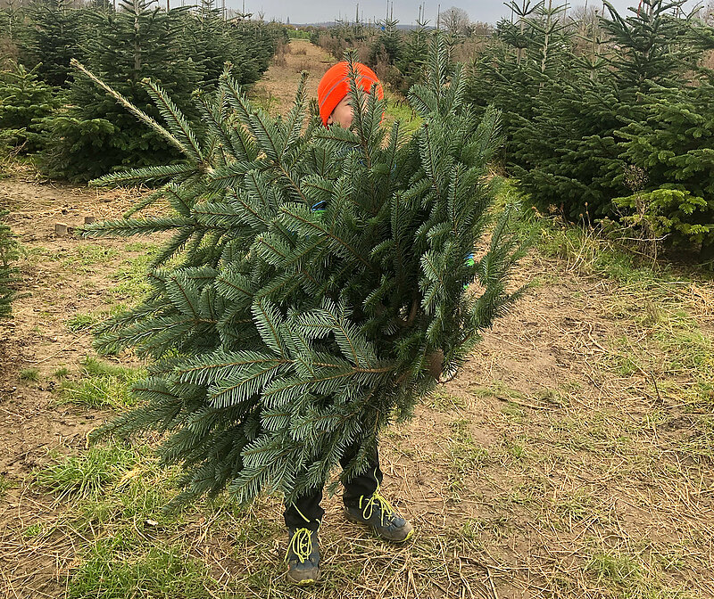Nachhaltiger Weihnachtsbaum: Tipps für Kauf und Entsorgung – frisch geschlagener Weihnachtsbaum aus regionaler Tannenbaumplantage als umweltfreundliche Alternative zum Plastikbaum