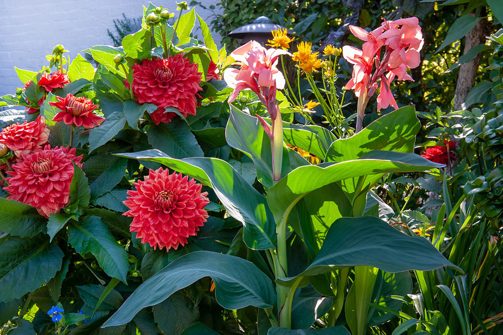 Die 10 tollsten Sommerblüten Ratgeber
