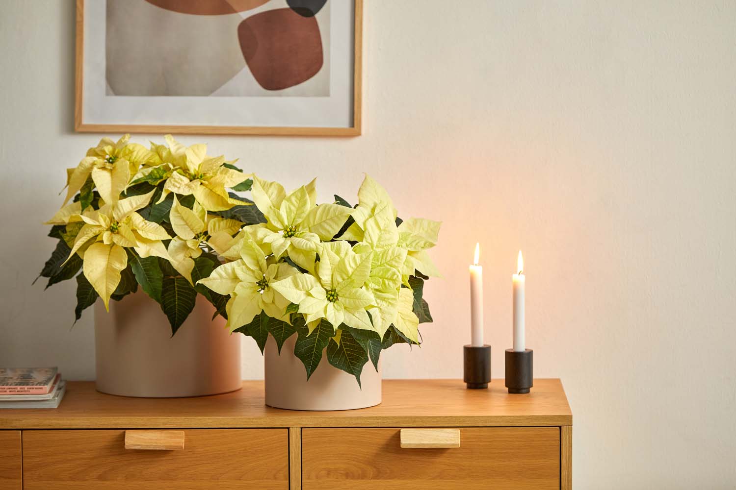 So hält dein Weihnachtsstern länger durch