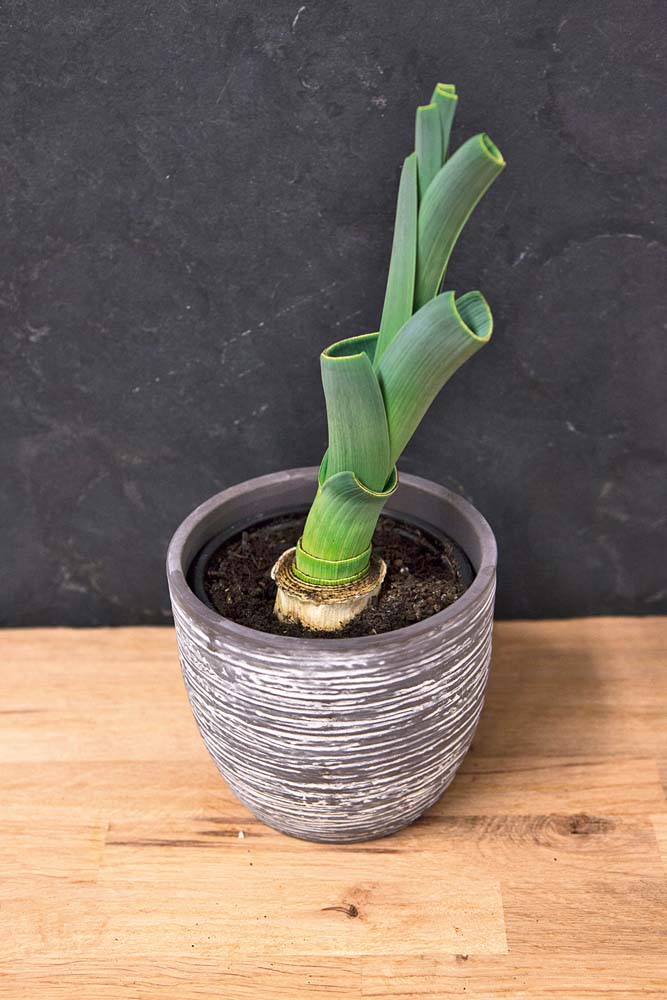 Gemüse vermehren Regrowing Lauch Porree